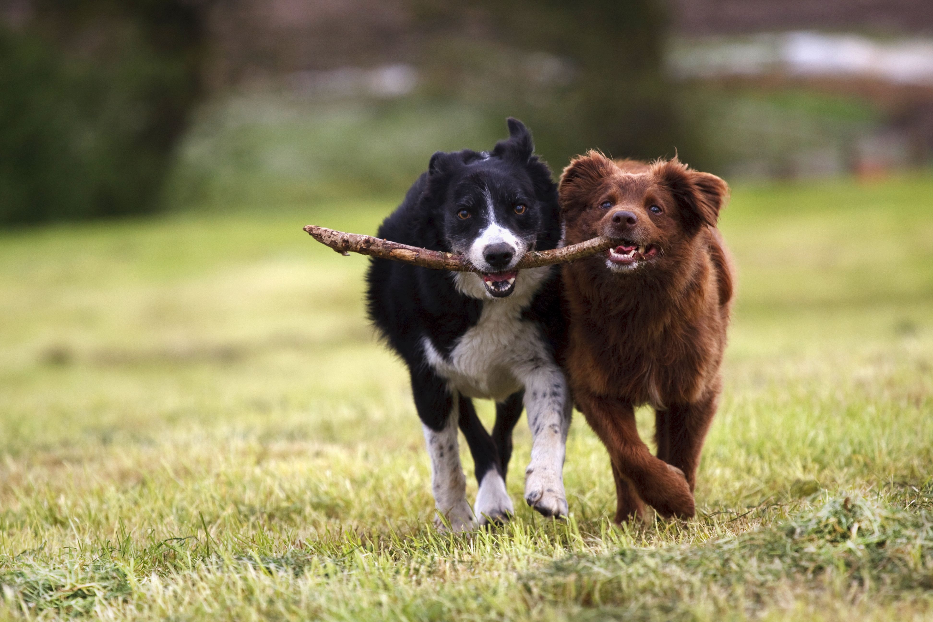 These dogs are mine. Бордер колли Кэсси. Собака играется. Две собаки играют. Щенки играются.